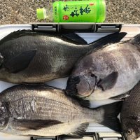 釣行レポートの画像3